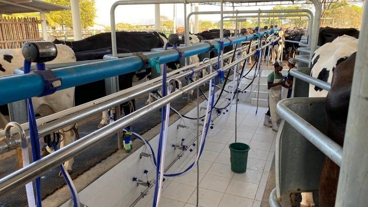 O aumento dos custos para cuidar do gado chega ao consumidor