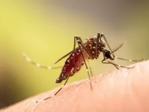 Repelente natural feito de bactérias afasta mosquitos por dias (até o da dengue)