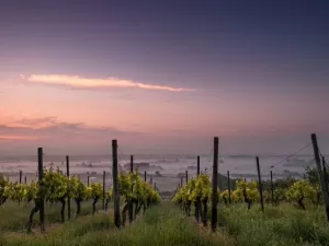 Fundação lança projeto online para auxiliar produtores com a viticultura regenerativa