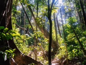  Brasil detalha proposta de fundo global de bilhões para proteger florestas tropicais 
