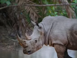 Chifres radioativos podem combater a caça ilegal de rinocerontes