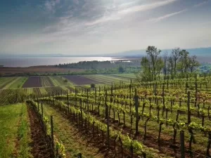 Áustria: além de Mozart e dos Alpes, conheça o melhor vinho