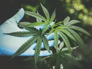 Anvisa aprova medicamentos à base de Cannabis para animais