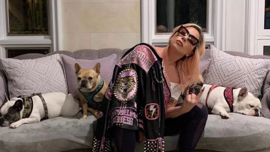 Cachorros de Lady Gaga são roubados e passeador dos cães é baleado, diz site - TodaTeen