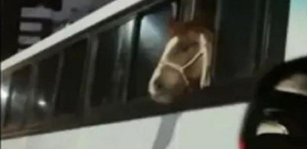 Cavalo sendo transportado em ônibus