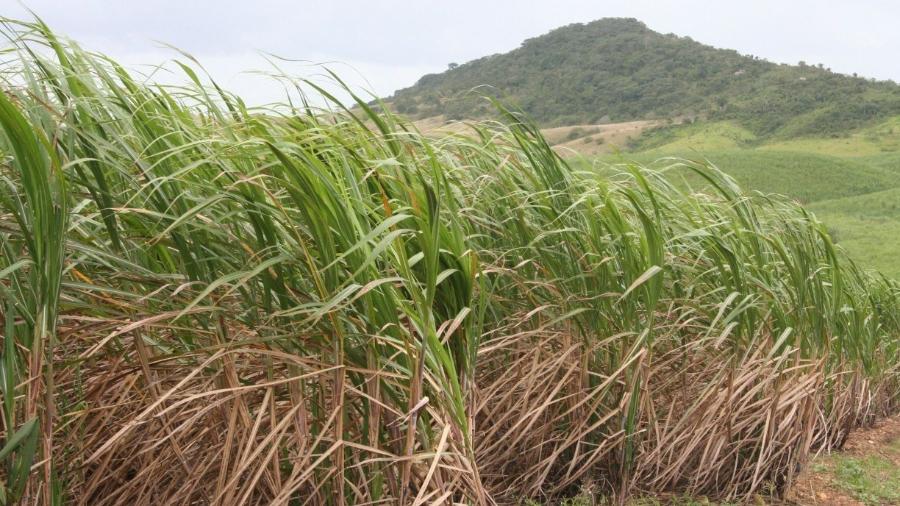 Plantação de Cana de Açúcar - PRISCILLA BUHR/ACERVO JC IMAGEM
