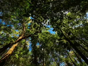 Só tem no Brasil: pesquisadores encontram árvore rara da Mata Atlântica 