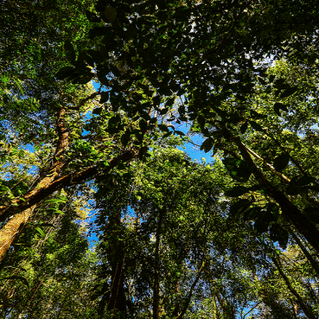 82% das espécies exclusivas da Mata Atlântica estão em extinção