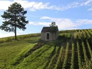 Produção em Chablis deve cair pela metade em 2024