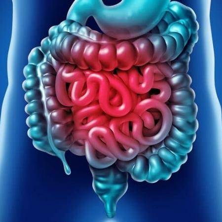 intestino - Reprodução - Reprodução