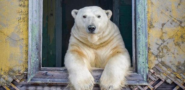 Urso polar apoiando-se em uma das janelas da estação científica