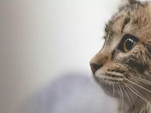 Prefeitura de São Paulo realiza evento de adoção para gatos que vivem na Cosap neste sábado (30)