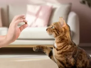 Gatos conseguem associar palavras melhor do que bebês humanos