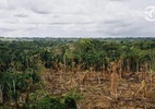 Senado discute projeto que pode desmatar na Amazônia área equivalente à do RS - Projeto no Senado permite redução em até 50% da reserva legal em áreas protegidas pela Amazônia Legal Foto: SOS/Amazônia