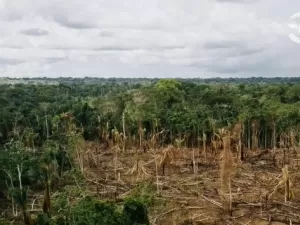 Senado discute projeto que pode desmatar na Amazônia área equivalente à do RS