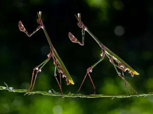 Prece de louva-a-deus, cervo ‘surreal’ e mais: fotos incríveis da vida selvagem premiadas no Wiki Loves Earth 2024