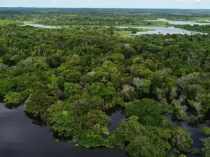 Colapso da principal corrente do Atlântico pode representar o fim da Amazônia, alerta estudo