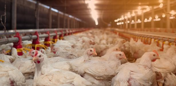 Veto da União Europeia a carnes brasileiras coloca em risco US$ 2 bi ao ano