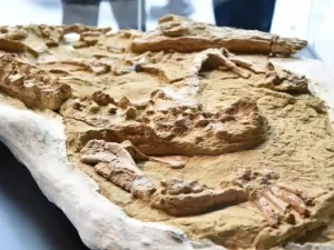 Fóssil de crocodilo de 10 milhões de anos é encontrado em deserto do Peru