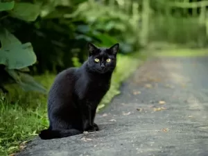 Um gato ajudou na descoberta de vírus raro nos Estados Unidos; saiba como