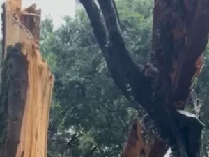 Chuva em São Paulo derruba terceira árvore mais velha da cidade