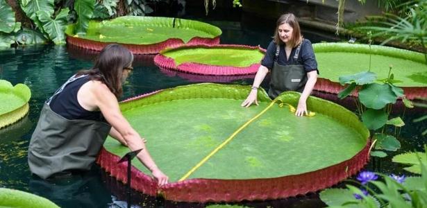 'Victoria boliviana', a nova espécie descoberta