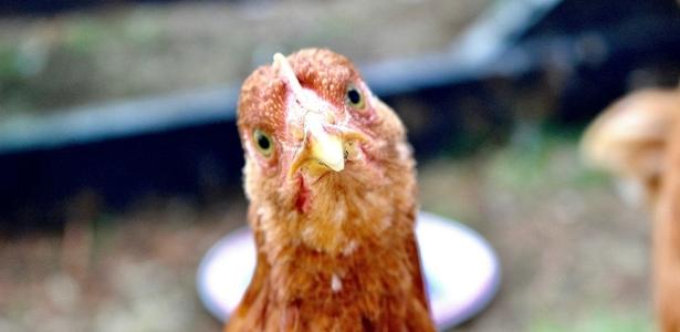 China suspende proibição de importações aplicada por surto de gripe aviária no Brasil, diz alfândega