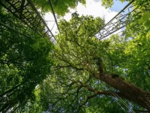 Extinção de árvores é uma ameaça para a humanidade, alerta estudo