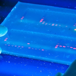 CRISPR/Cas9 é a mais promissora tecnologia de edição genética - 