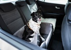 10 dicas para viajar de carro com seus pets nas férias em segurança - Foto: Depositphotos