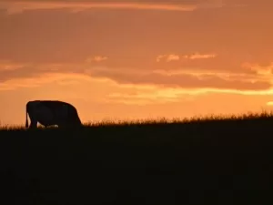 Como gás metano piora a emergência climática?