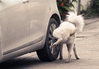 Xixi de cachorro ameaça até segurança do seu carro; saiba como se precaver - Shutterstock