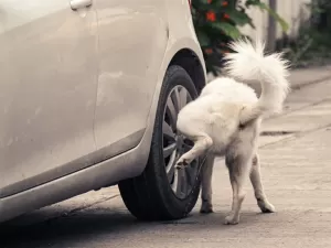 Xixi de cachorro ameaça até segurança do seu carro; saiba como se precaver