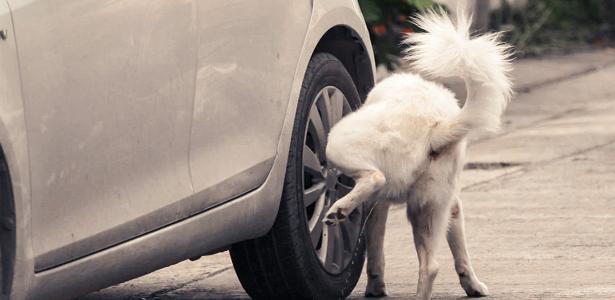 Xixi de cachorro ameaça até segurança do seu carro; saiba como se precaver