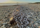 Tesouro é encontrado em praia no Reino Unido - Reprodução