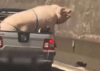 Porco e cabrito são flagrados em transporte irregular, na caçamba de picape - Foto: Internet | Reprodução