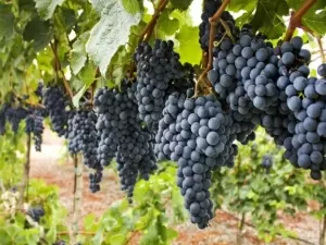 Uruguai e muito mais: encontre o melhor vinho da uva Tannat