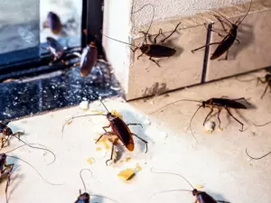 Descubra a jornada épica das baratas até virarem uma praga mundial