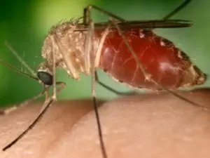 Brasil registra na Bahia as primeiras mortes por febre oropouche do mundo