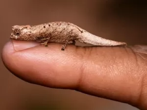 Camaleão incrivelmente minúsculo é descoberto em Madagascar