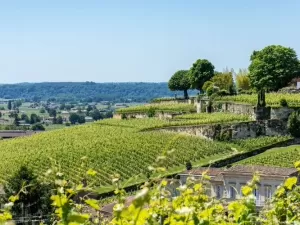 Terra de tintos famosos, o Médoc passa a ter vinhos brancos em sua denominação