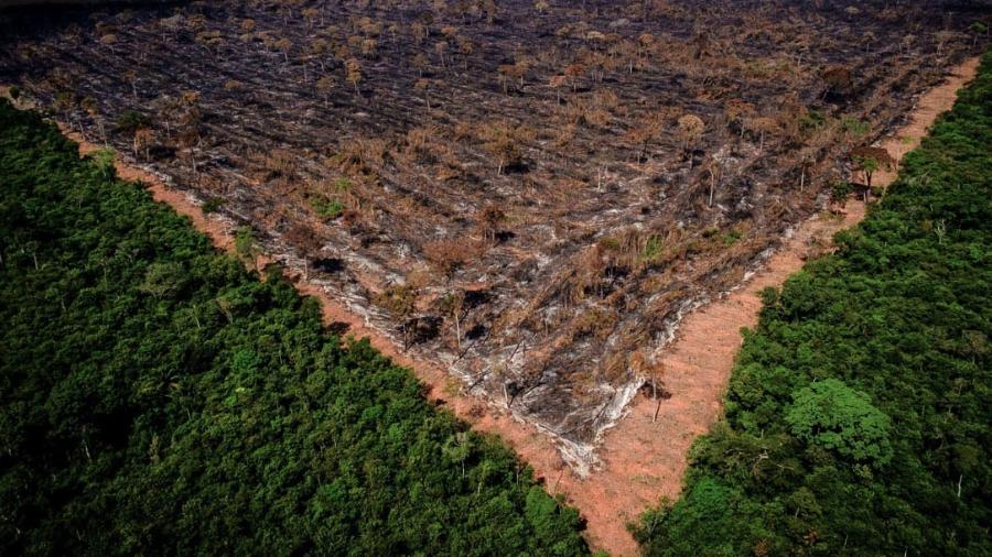 "Estratégia ambiental do governo é míope e de curto prazo", diz ex-secretário do Ministério da Agricultura - Ibama