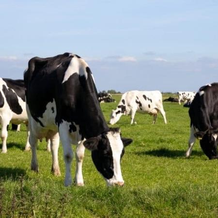 Gripe aviária é registrada em vacas-leiteiras e causa alerta