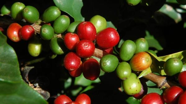 Grãos de café precisam de água e temperaturas amenas para se formar