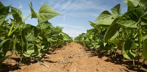 Endividado, agro espera socorro federal mesmo liderando isenções fiscais