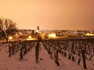 França terá uma das menores safras de vinho dos últimos 100 anos