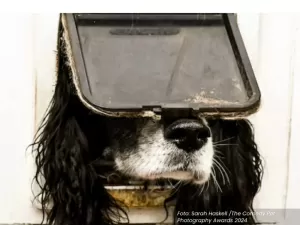 Cão ‘entalado’ em passagem de gato é a foto do ano no Comedy Pet Awards; veja as imagens premiadas