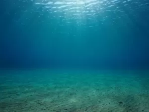 Nova espécie de predador é descoberta nas profundezas do oceano