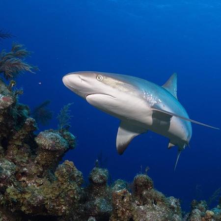 O menino de 12 anos e guia turístico perderam membros em ataque de tubarão no Mar Vermelho - Global FinPrint