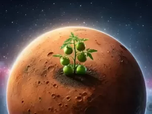 Olhar Espacial recebe brasileira que propõe técnica maia para cultivar tomates em Marte